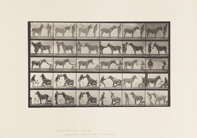 Płyta 664. Muł; Różne występy; przy stole itp. autorstwa Eadweard Muybridge