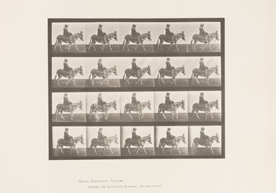 Tabliczka 666. Osioł; Pieszy; Siodło; Dziewczyna na koniu, Zoo autorstwa Eadweard Muybridge