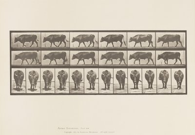 Płyta 670. Wół; Pieszy autorstwa Eadweard Muybridge
