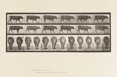 Płyta 671. Wół; Pieszy autorstwa Eadweard Muybridge