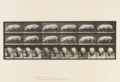 Płyta 673. Siać; Pieszy autorstwa Eadweard Muybridge