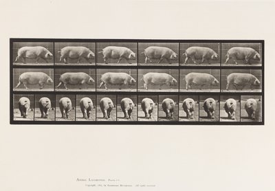 Płyta 674. Siać; Pieszy autorstwa Eadweard Muybridge