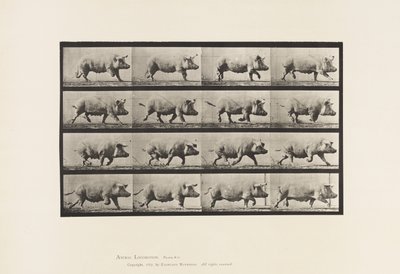 Talerz 675. Siać; kłus autorstwa Eadweard Muybridge
