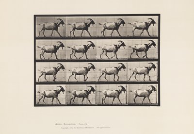 Tabliczka 676. Koza; Pieszy autorstwa Eadweard Muybridge