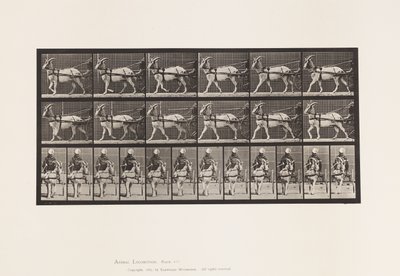 Tabliczka 677. Koza; Spacer po Sulky autorstwa Eadweard Muybridge