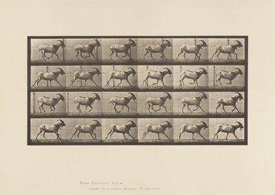 Tabliczka 679. Koza; Galopujący autorstwa Eadweard Muybridge