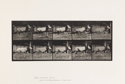 Płyta 680. Orex; Galopujący autorstwa Eadweard Muybridge
