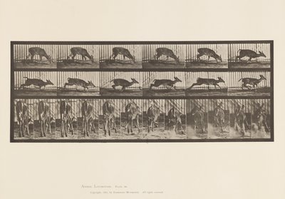 Płyta 681. Jeleń Wirginia; (Bez poroża) Buck Walking autorstwa Eadweard Muybridge