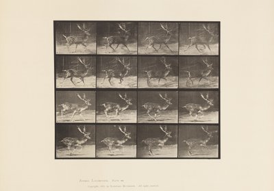 Płyta 682. Ugór; Bryknięcie; A, kłus; B, Galopujący autorstwa Eadweard Muybridge