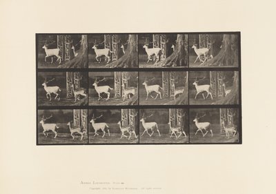Talerz 685. Daniele; Buck i Doe; kłus autorstwa Eadweard Muybridge