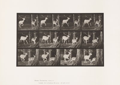Talerz 686. Daniele; Buck i Doe; Galopujący autorstwa Eadweard Muybridge