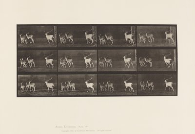 Płyta 687. Daniele; Buck i Grupa Czy; Galopujący autorstwa Eadweard Muybridge