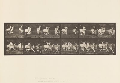 Płyta 688. Daniele; Buck i Grupa Czy; Galopujący autorstwa Eadweard Muybridge
