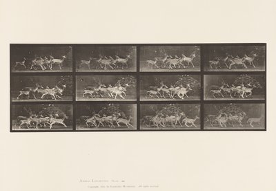 Płyta 690. Daniele; Buck i Grupa Czy; Różne ruchy autorstwa Eadweard Muybridge