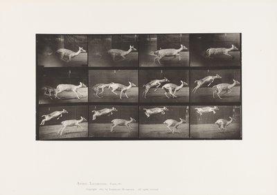 Płyta 691. Daniele; Łania; Galopujący; i Kid; Skoki autorstwa Eadweard Muybridge