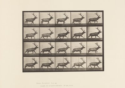 Płyta 692. Łoś, Kłus autorstwa Eadweard Muybridge