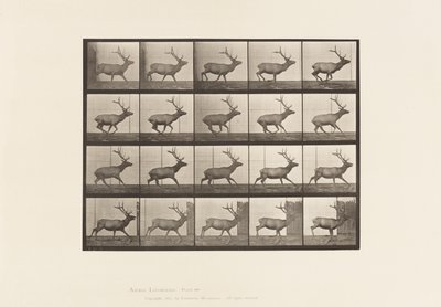 Tabliczka 693. Łoś, Galop autorstwa Eadweard Muybridge