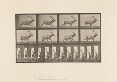 Tabliczka 694. Łoś, Galop autorstwa Eadweard Muybridge