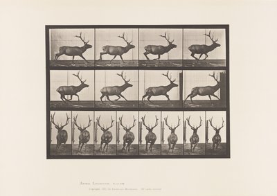 Talerz 695. Łoś, Galop autorstwa Eadweard Muybridge