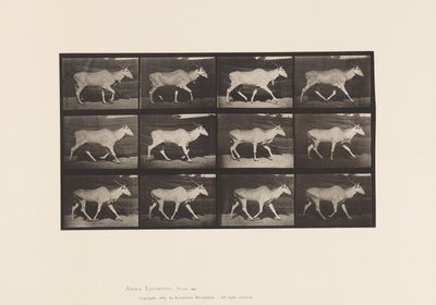 Tabliczka 696. Eland, Trotting autorstwa Eadweard Muybridge