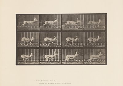 Tablica 698. Antylopa; Galopujący autorstwa Eadweard Muybridge