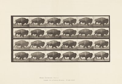 Talerz 699. Bawół; Pieszy autorstwa Eadweard Muybridge