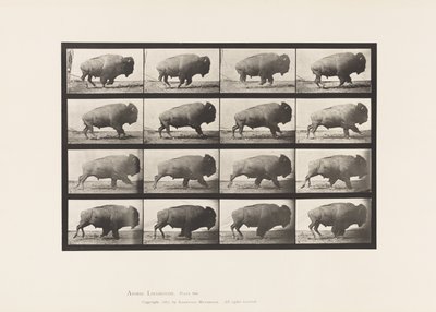 Talerz 700. Bawół; Galopujący autorstwa Eadweard Muybridge