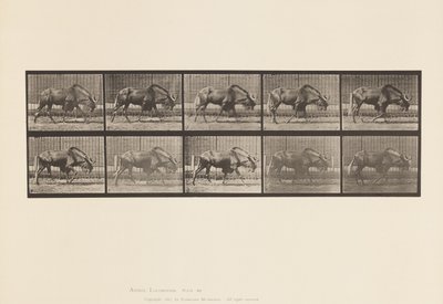Płyta 701. Gnu; Pieszy autorstwa Eadweard Muybridge