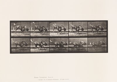 Płyta 702. Gnu; Brykanie i galopowanie autorstwa Eadweard Muybridge
