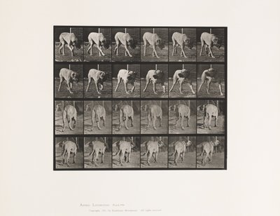 Tabliczka 703. Pies; Pieszy; Przerwany Mastif-Dread autorstwa Eadweard Muybridge