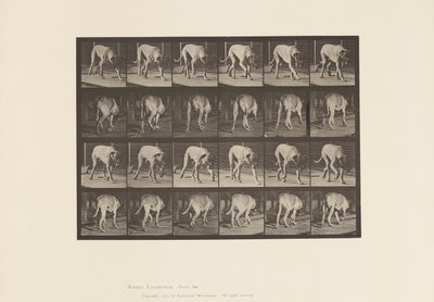 Tabliczka 704. Pies; Pieszy; Dog angielski autorstwa Eadweard Muybridge