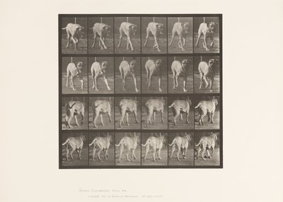 Tabliczka 705. Pies; kłusowanie; Dog angielski autorstwa Eadweard Muybridge