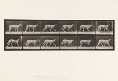 Tabliczka 706. Pies; kłusowanie; Dog angielski autorstwa Eadweard Muybridge