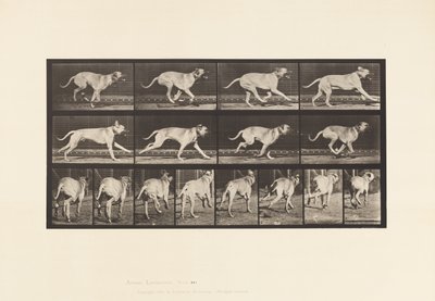 Tabliczka 707. Pies; Galopujący; Dog angielski autorstwa Eadweard Muybridge