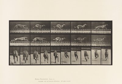 Tabliczka 708. Pies; Galopujący; Brązowy ogar wyścigowy autorstwa Eadweard Muybridge