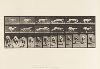 Płyta 710. Pies; Galopujący; Biały wyścigowy ogar Maggie autorstwa Eadweard Muybridge
