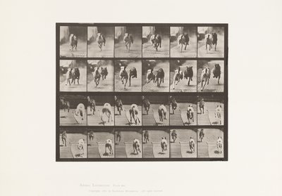 Tabliczka 711. Psy; Dwa wyścigi; A, B; Wyścigowe psy, Ike i Maggie autorstwa Eadweard Muybridge