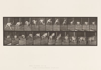 Tabliczka 712. Pies; Skoki przez płotki; Mastif, Strach autorstwa Eadweard Muybridge
