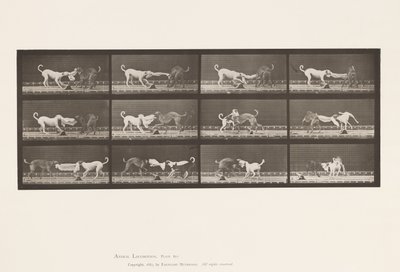 Tabliczka 715. Psy; Trzy, szarpanie za ręcznik, Ike, Maggie itp. autorstwa Eadweard Muybridge