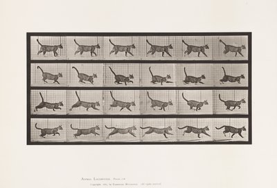 Tabliczka 716. Kot; Chodzenie, zmiana na galop autorstwa Eadweard Muybridge