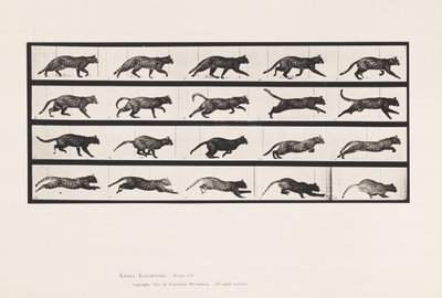 Tabliczka 717. Kot; kłusowanie; Zmień na galopujący autorstwa Eadweard Muybridge