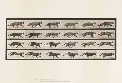 Tabliczka 718. Kot; kłusowanie; Zmień na galopujący autorstwa Eadweard Muybridge