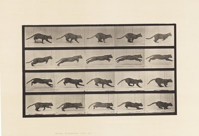 Tabliczka 719. Kot; Galopujący autorstwa Eadweard Muybridge