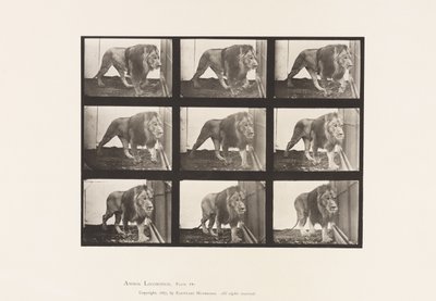 Płyta 721. Lew; Pieszy autorstwa Eadweard Muybridge