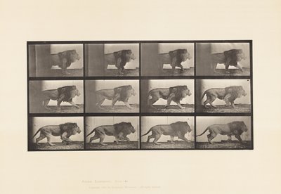 Płyta 722. Lew; Pieszy autorstwa Eadweard Muybridge