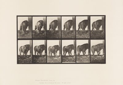 Płyta 724. Lew; Chodzenie, odwracanie się autorstwa Eadweard Muybridge