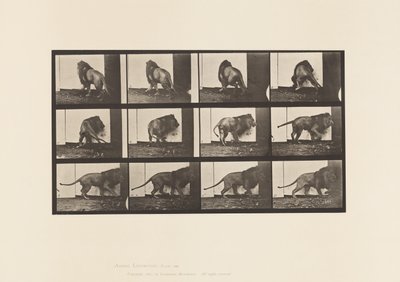 Płyta 725. Lew; Chodzenie, odwracanie się autorstwa Eadweard Muybridge