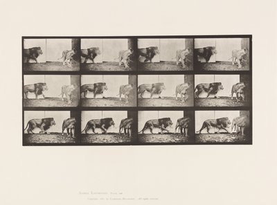 Tablica 726. Lew i lwica; Pieszy autorstwa Eadweard Muybridge