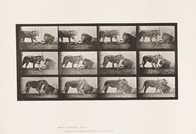 Płyta 727. Lwica; Pieszy; Lew; Leżeć autorstwa Eadweard Muybridge