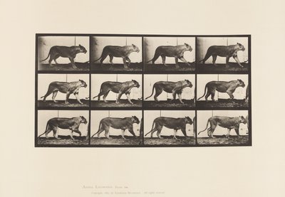 Płyta 728. Lwica; Pieszy; Lew; Leżeć autorstwa Eadweard Muybridge